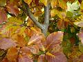 2010-1104-1320_Beech_18.2C